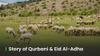 Story of Qurbani