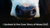 Qurbani and the Cow Unpacking the Quranic Story of Musa (AS)