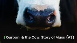 Qurbani and the Cow Unpacking the Quranic Story of Musa (AS)