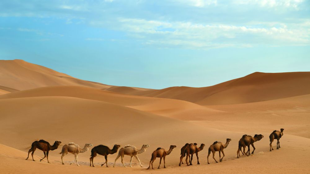 History of the Day of Arafah